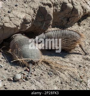 Gürteltier in der Wüste, Patagonien, Argentinien Stockfoto