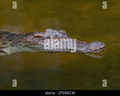 Siamesische Krokodil Crocodylus siamensis Stockfoto