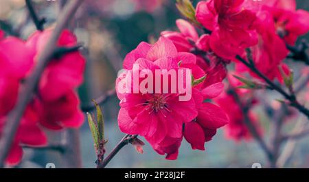 Helle, anmutige, zarte, gesättigte Pfirsichblüten im Frühling. Stockfoto