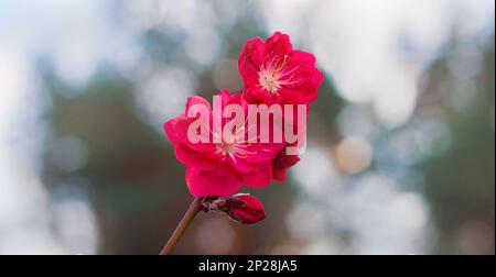 Helle, anmutige, zarte, gesättigte Pfirsichblüten im Frühling. Stockfoto