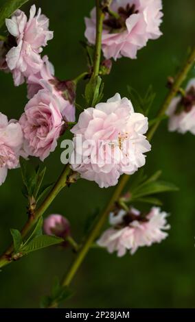 Helle, anmutige, zarte, gesättigte Pfirsichblüten im Frühling. Stockfoto