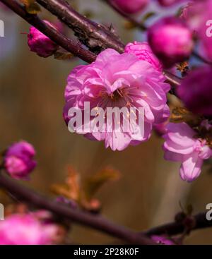 Helle, anmutige, zarte, gesättigte Pfirsichblüten im Frühling. Stockfoto