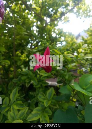 Detail einer dunkelroten Clematis-Blume in voller Blüte. Stockfoto