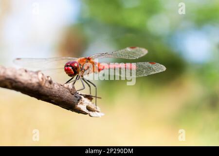 Rote Libelle auf Ast. Makrofotografie mit geringer Schärfentiefe Stockfoto