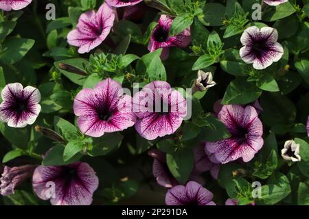 Wunderschöne blühende Petunienblumen in Fensterkästen an einem schönen Sommertag Stockfoto