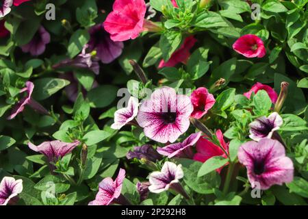 Petunia, Petunien im Tablett, Petunia im Topf, violette Petunia Stockfoto