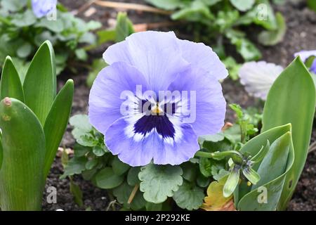 London, Großbritannien. 04. März 2023. 4. März 2023 Bank of England, London, Großbritannien. Zum 10. Todestag von Kommandant Hugo Chavez. Protest gegen die Bank of England hat Venezuelas Gold noch eingefroren! Die britische Regierung hat nicht das Recht, an einer souveränen Nation zu halten. Venezuelas Gold muss 31 Tonnen venezolanischen Goldes zurückgeben. Die souveräne Nation von Venezuelas gefrorenem Venezuelas Gold! Die Entwicklung Venezuelas zu verhindern. Die britische Regierung ist kein demokratischer Staat, sie ist ein imperialistischer Dieb, die größte Verletzung der Demokratie, der Menschenrechte und der Freiheit gegen die Wahl des Volkes Stockfoto