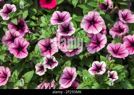 Blumenarrangements aus violetten Petunien mit dunklen Adern und weißer calibrachoa im Garten Stockfoto