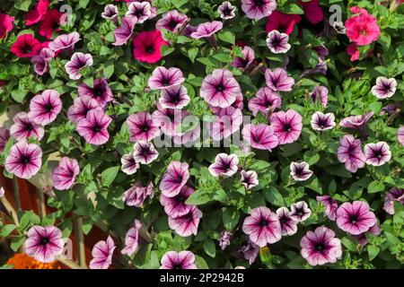 Petunia, Petunien im Tablett, Petunia im Topf, violette Petunia Stockfoto