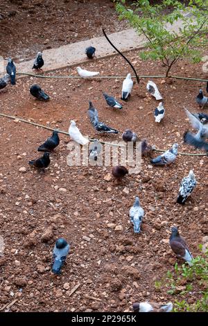 Große Taubengruppe, die sich von braunem Staub ernährt Stockfoto