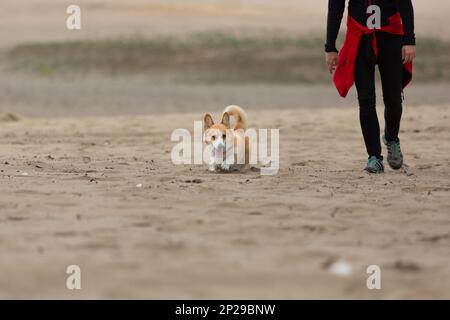 Der Besitzer führt seinen Hund durch die Wüste. Sommer Stockfoto