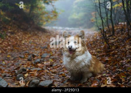 Ein müder und dreckiger walisischer Corgi Pembroke Hund wartet auf dem Weg zu seinen verbliebenen Gefährten. Ein Hund in den Bergen Stockfoto