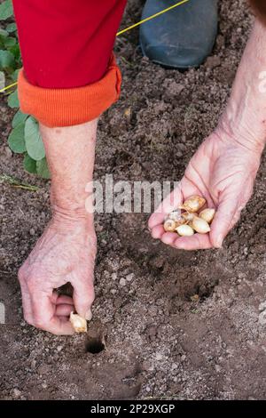 Eine Frau pflanzt Zwiebelsets Stockfoto