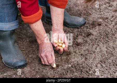 Eine Frau pflanzt Zwiebelsets Stockfoto