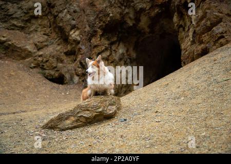 Ein Welsh Corgi Pembroke Hund sitzt auf dem Boden vor dem Eingang der Felshöhle. Ein Hund in den Bergen Stockfoto