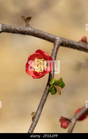 Nahaufnahme einer einzelnen rot blühenden japanischen Quince-Blume, die im März vor einem verschwommenen Hintergrund blüht, England, Großbritannien Stockfoto