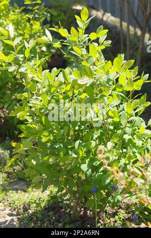 Ein junger Edulis-Busch aus Lonicera, der im Frühjahr die Tochter des Riesen mit grünen Blumen auf Zweigen. Gartenpflanzen im Garten Stockfoto