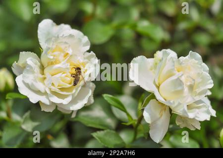 Zwei weiße Gartenrosen mit einer Biene auf den Blütenblättern. Der Sommergarten ist in voller Blüte. Stockfoto