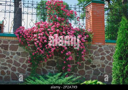 Ein großer blühender Rosenbüsch, der sich entlang des Zauns schlängelt. Viele kleine rosa Blumen. Stockfoto