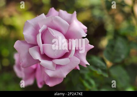 Blühende Blau-Mond-Rosenknospe mit Unschärfe-Effekt. Eine üppige Gartenblume in Fliederfarbe. Stockfoto