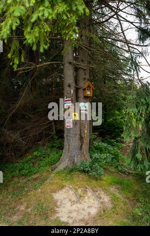 Die Kreuzung von Wanderwegen in verschiedenen Farben, gemalt auf einem Baum. Die Markierung wird uns zu unserem Ziel führen, ohne auf dem Weg zu wandern. Es gibt welche Stockfoto