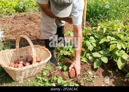 Gärtner, der Kartoffeln in einem Garten erntet. Stockfoto