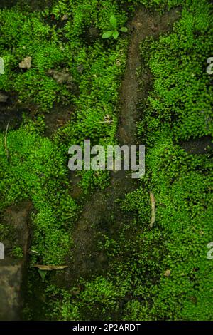 Grüner Moos-Texturhintergrund von oben Stockfoto