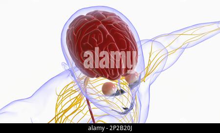 Menschliche Hirnanatomie für die medizinische Konzeptdarstellung 3D Stockfoto