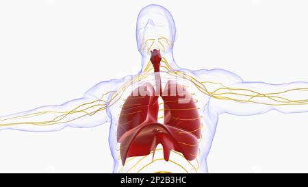 Menschliche Lungen mit Trachea-Anatomie für die medizinische Konzept-3D-Illustration Stockfoto