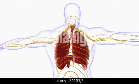 Menschliche Lungen mit Trachea-Anatomie für die medizinische Konzept-3D-Illustration Stockfoto