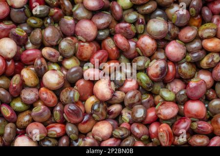 Taubenerbsen, die aus den Hülsen stammen Stockfoto