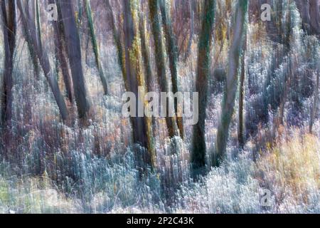 Fotografía de Árboles en el bosque, ICM, movimiento de cámara intencionado Stockfoto