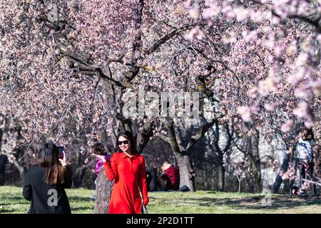 Madrid, Spanien. 04. März 2023. Im Quinta de los Molinos Park wurde vor kurzem eine Frau unter Mandelbäumen fotografiert. Mit mehr als 1500 Mandelbäumen ist der Park am Ende des Winters und Anfang des Frühlings sehr beliebt, wenn viele Einheimische und Touristen die Gelegenheit nutzen, die blühenden Bäume zu sehen. Kredit: Marcos del Mazo/Alamy Live News Stockfoto