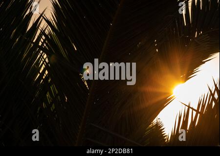 Sonnenaufgang durch Palmenblätter. Stockfoto