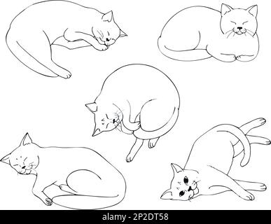 Süße weiße Katze liegt in verschiedenen Positionen. Set von Katzenpositionen. Katzenposieren. Katzen. Skizzieren. Vektorgrafik. Stock Vektor