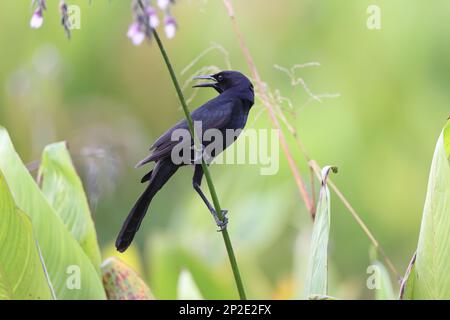 Grackle Peaceful Waters Sanctuary Florida USA Stockfoto