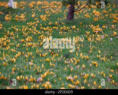 Nahaufnahme der Winterblumen des großen niederländischen Crocus Golden Yellow, das im grünen Rasen blüht. Stockfoto