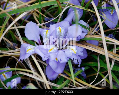 Nahaufnahme der blauen Gartenpflanze Iris unguicularis oder algerische Iris im Garten im Winter. Stockfoto