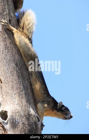 Sherman's Fox Eichhörnchen Six Mile Cypress Slough Preserve Florida Stockfoto