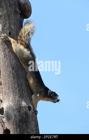 Sherman's Fox Eichhörnchen Six Mile Cypress Slough Preserve Florida Stockfoto