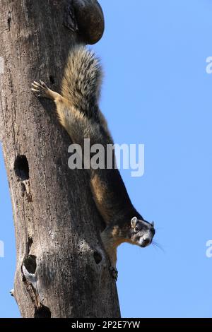 Sherman's Fox Eichhörnchen Six Mile Cypress Slough Preserve Florida Stockfoto