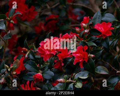 Nahaufnahme der roten Blüten der immergrünen Gartenpflanze Camellia Freedom Bell, die im Winter blühte. Stockfoto