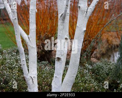 Verschlüsse der weißen Stämme des Gartenbaums Betula utilis jacquemontii Doorenbos oder Himalaya-Birke im Wintergarten. Stockfoto