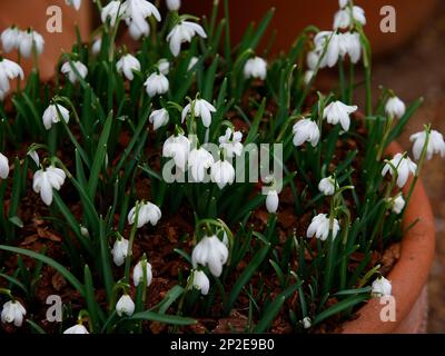 Nahaufnahme der weißen Blüten der winterblühenden Gartenzwiebeln Galanthus nivalis Flore Pleno, die im Freien in einem Topf wachsen. Stockfoto