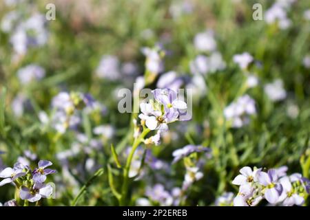 Wunderschöne Blume am Meer - Cakile Maritima Stockfoto