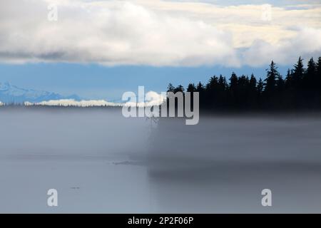 Pearse-Inseln im Morgennebel British Columbia, Kanada Stockfoto