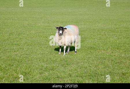 Ein hübsch aussehendes Schaf auf Pendle Hill, Lancashire, Großbritannien, Europa Stockfoto