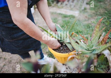 Eine unbekannte ältere Bauernfrau, die in ihrem Bio-Garten einen Blumentopf mit Aloe Vera-Pflanzen füllt Stockfoto