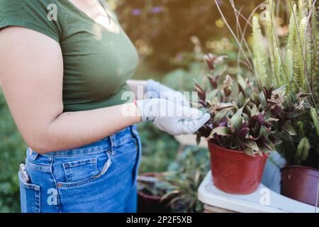 Ein unbekannter junger Bauer, der sich um eine Pflanze auf einem Blumentopf in seinem Bio-Garten kümmert Stockfoto