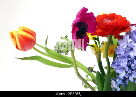 Blumenstrauß - Hyazinthen, Narzissen, Tulpen und Rosen Stockfoto